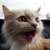gatito403