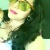 elylove1083
