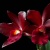 orquidearoja8
