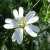 stellaire