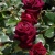 anabel7241