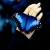 morphoblu