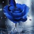 farfallablu3