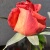 pivoine7133