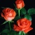 susy727