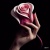 dolores668