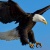 aigleroyale2