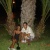 gavilan40