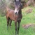caballoser