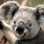 koala1209