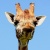 girafe74