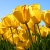 ayoub746
