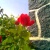 lizzy27
