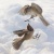 attacksparrow