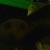 aliinee1