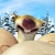 inmamoli