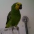 pattyjc