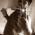 liipe131