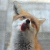 fox123606