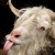 metalgoat