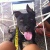 pitbullona