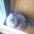 roquitina