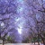 jacarandass