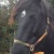 esclie
