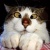 gatocrazy