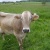 chantala92032
