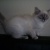 babou130
