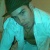 leonino7