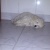 lola151014