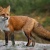 miguelthefox