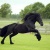 guaraff