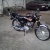 antho1233