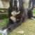 mastin63