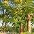 giovanniacca