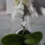 orchidee36