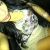 cataah1