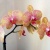 orchidee36