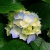 renataingrata01