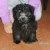 cristiniitaah