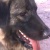 perro5656