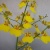 orchidee36