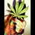 hempadao00