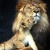luckylelion