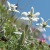 edelweiss64