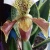 orchidee241