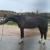 monpetitponey21